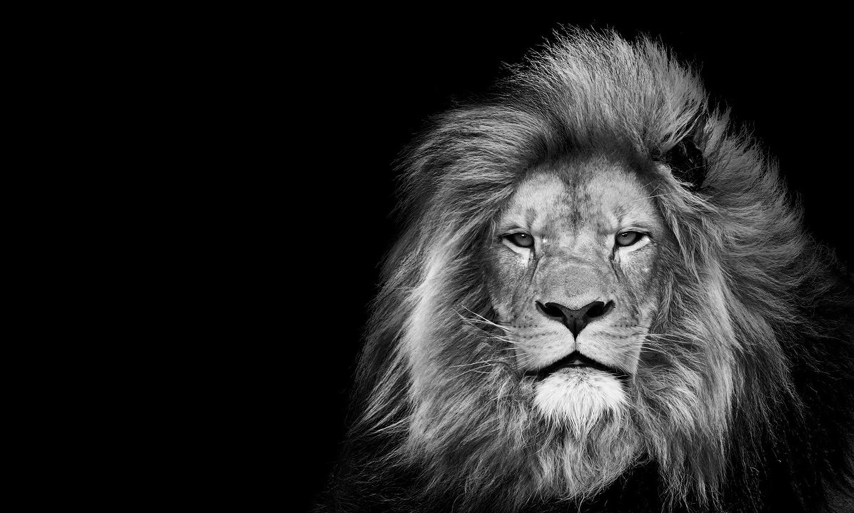 Μερικοί άντρες πιστεύουν πως μπορούν να κερδίσουν (!) ένα λιοντάρι