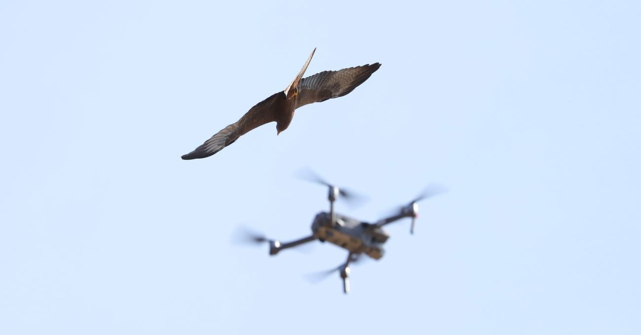 Ταριχευμένα πουλιά, η νέα τάση στα drones