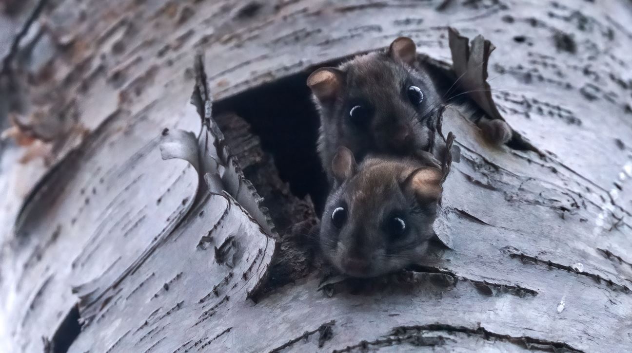 Γιατί κάποια ζώα φωσφορίζουν