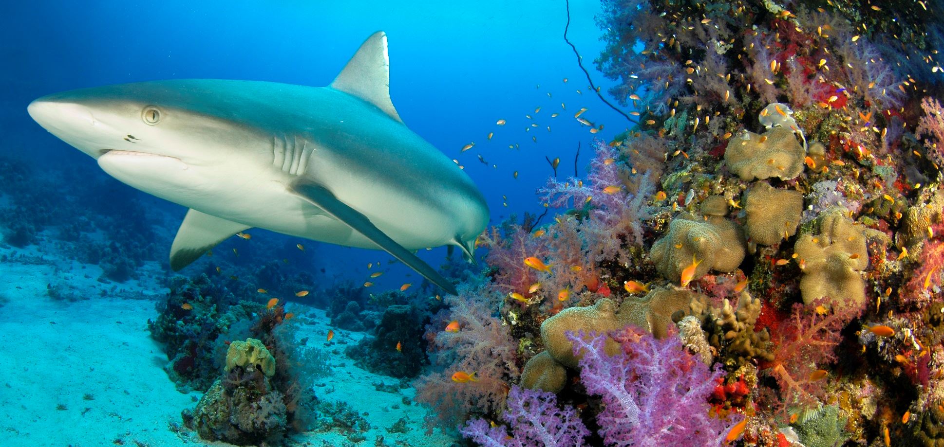 Το εμβόλιο του κορονοϊού ίσως σκοτώσει 500.000 καρχαρίες