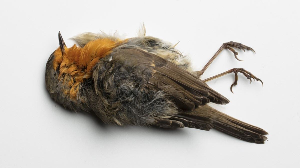 Επιστήμονες μετέτρεψαν νεκρά πουλιά σε ζόμπι-drones για να μας κατασκοπεύουν