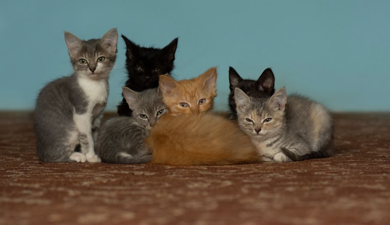 Αυτή είναι η πιο έξυπνη ράτσα γάτας στον κόσμο