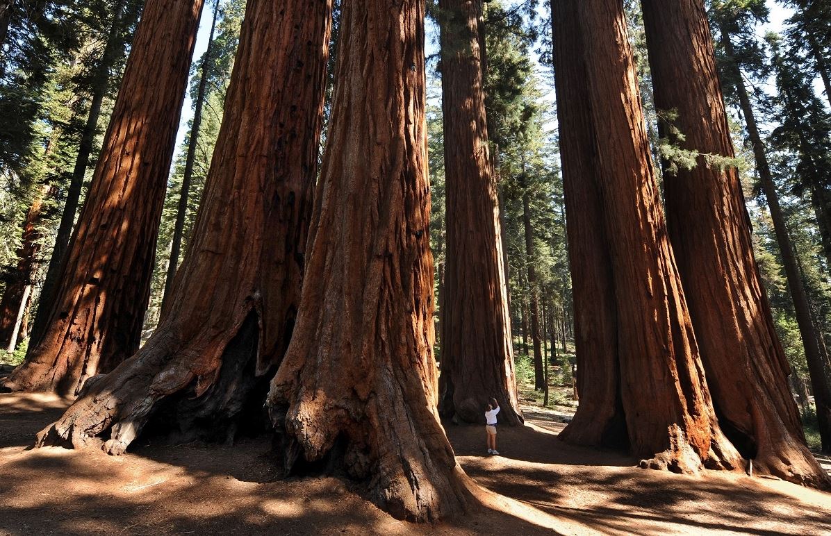 Το ψηλότερο δέντρο στον κόσμο δε δέχεται επισκέπτες