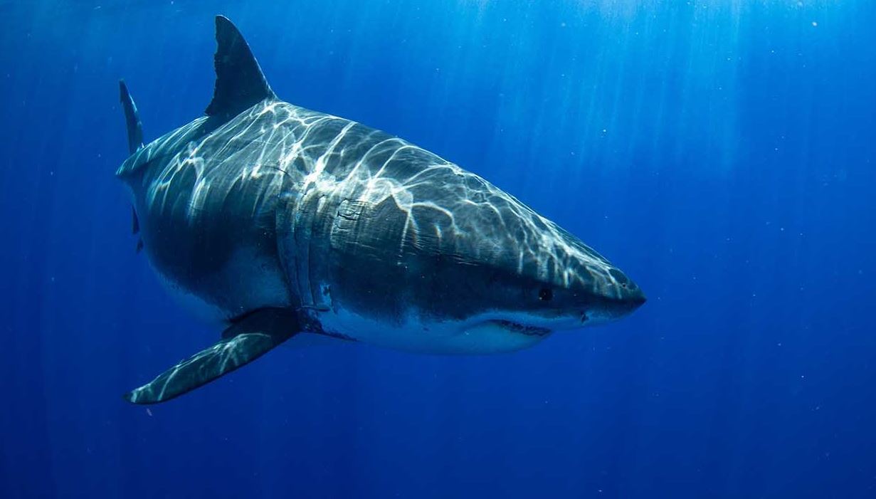 Τηλεόραση στα σαγόνια του καρχαρία