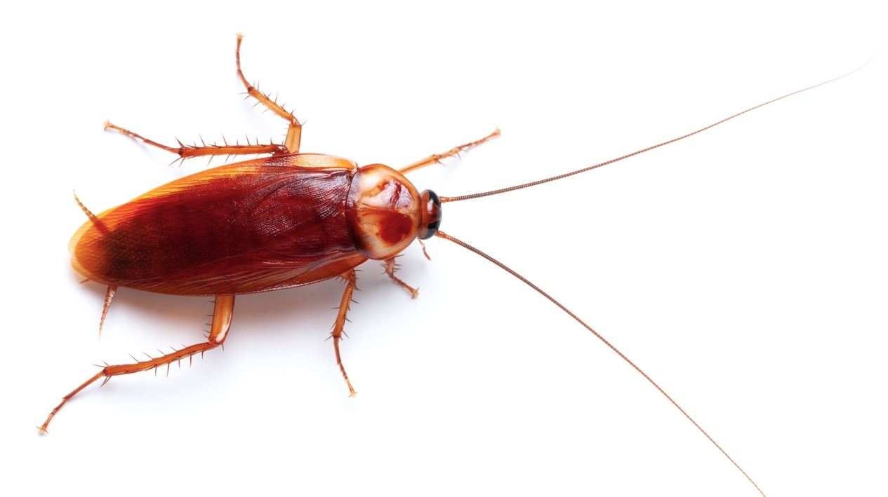 Τι συμβαίνει και αυξάνονται οι κατσαρίδες στην Αθήνα