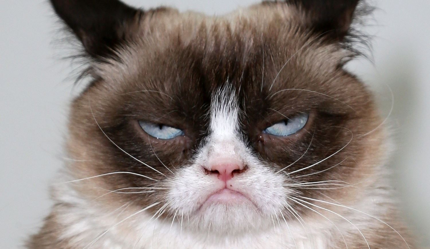 Τι θα συνέβαινε σε έναν κόσμο χωρίς γάτες;