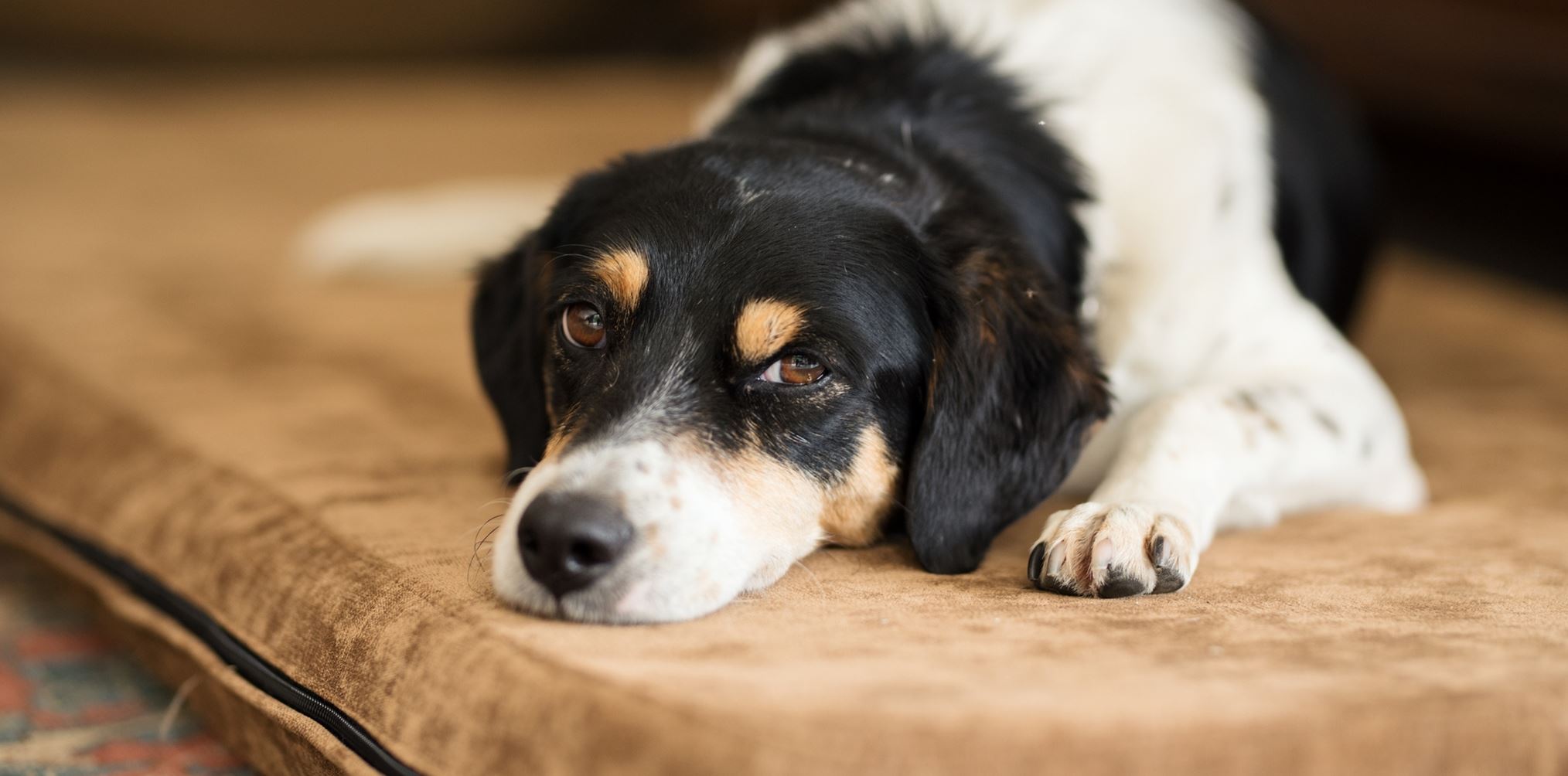 Μία αινιγματική ασθένεια προσβάλλει τους σκύλους στις ΗΠΑ