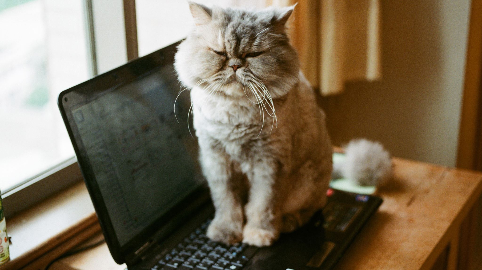 Γιατί οι γάτες αγαπούν τα πληκτρολόγια