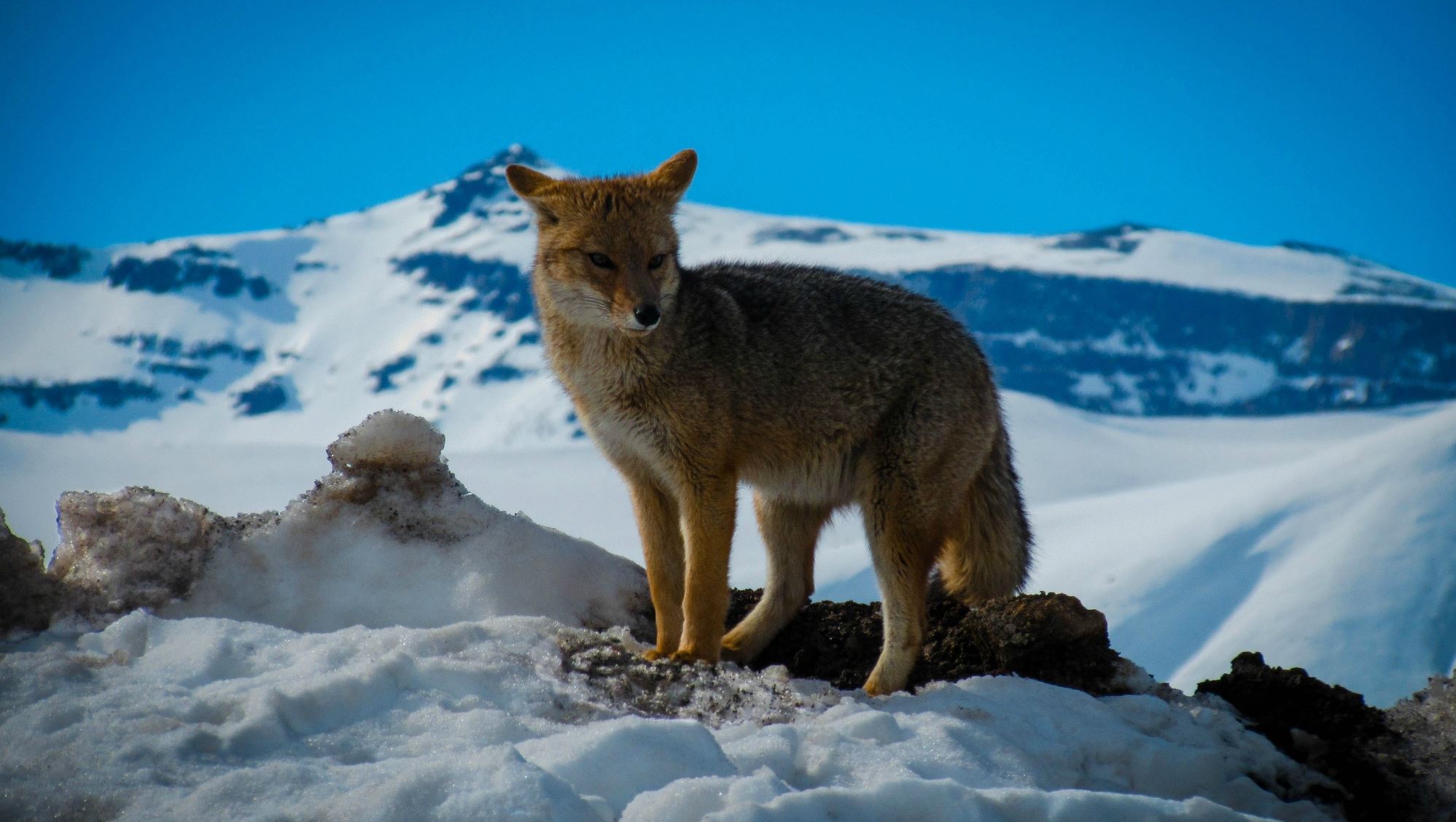 Το επικό ταξίδι μίας αρκτικής αλεπούς από τη Νορβηγία στον Καναδά