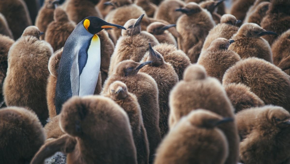 Πόσα είδη ζώων υπάρχουν στον πλανήτη;