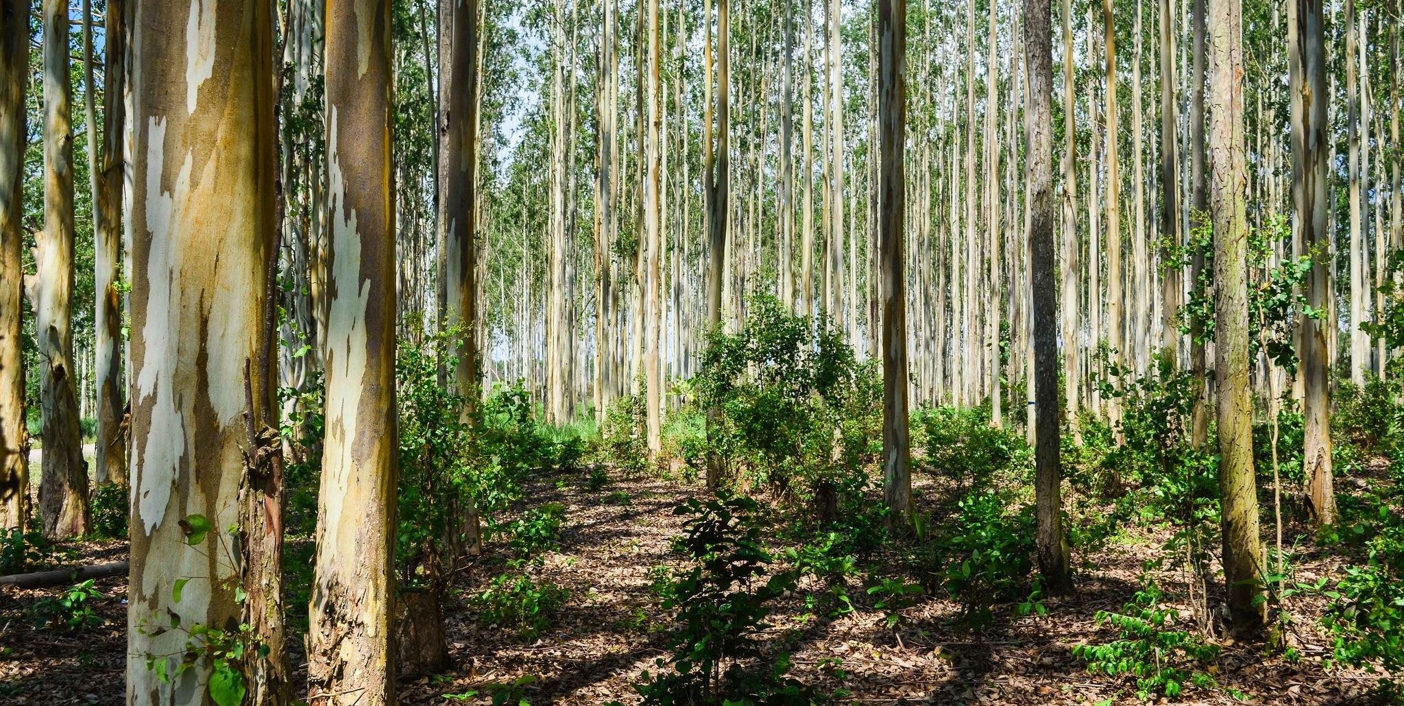 Στην Αίγυπτο φτιάχνουν δάση στην έρημο