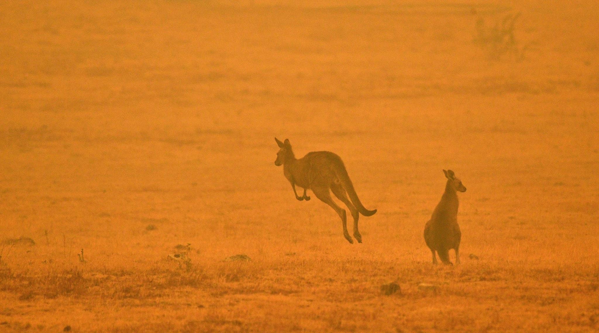 Πώς μπορείς να βοηθήσεις στις πυρκαγιές της Αυστραλίας