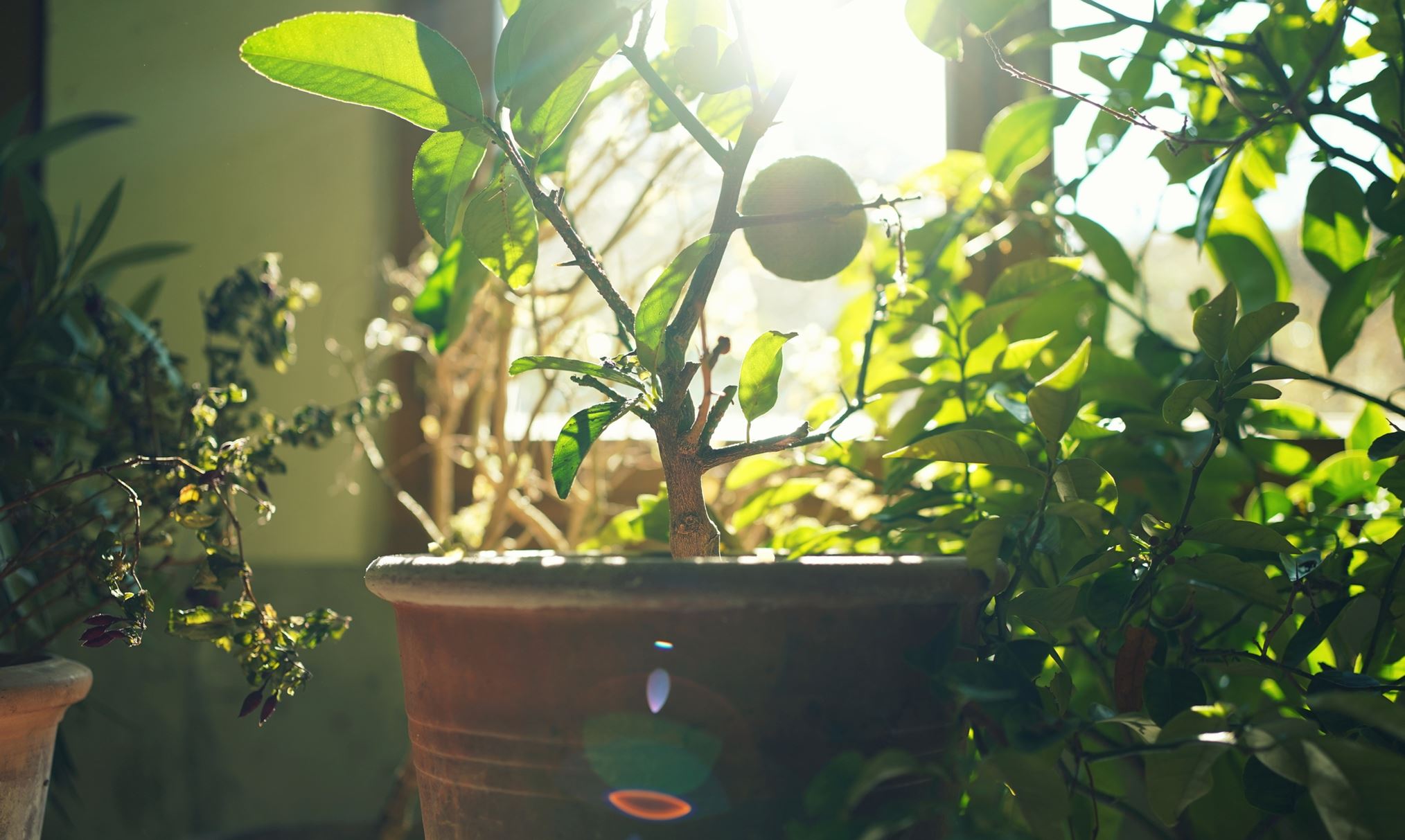 Τα φυτά στρεσάρονται, και δεν κάνουμε πλάκα