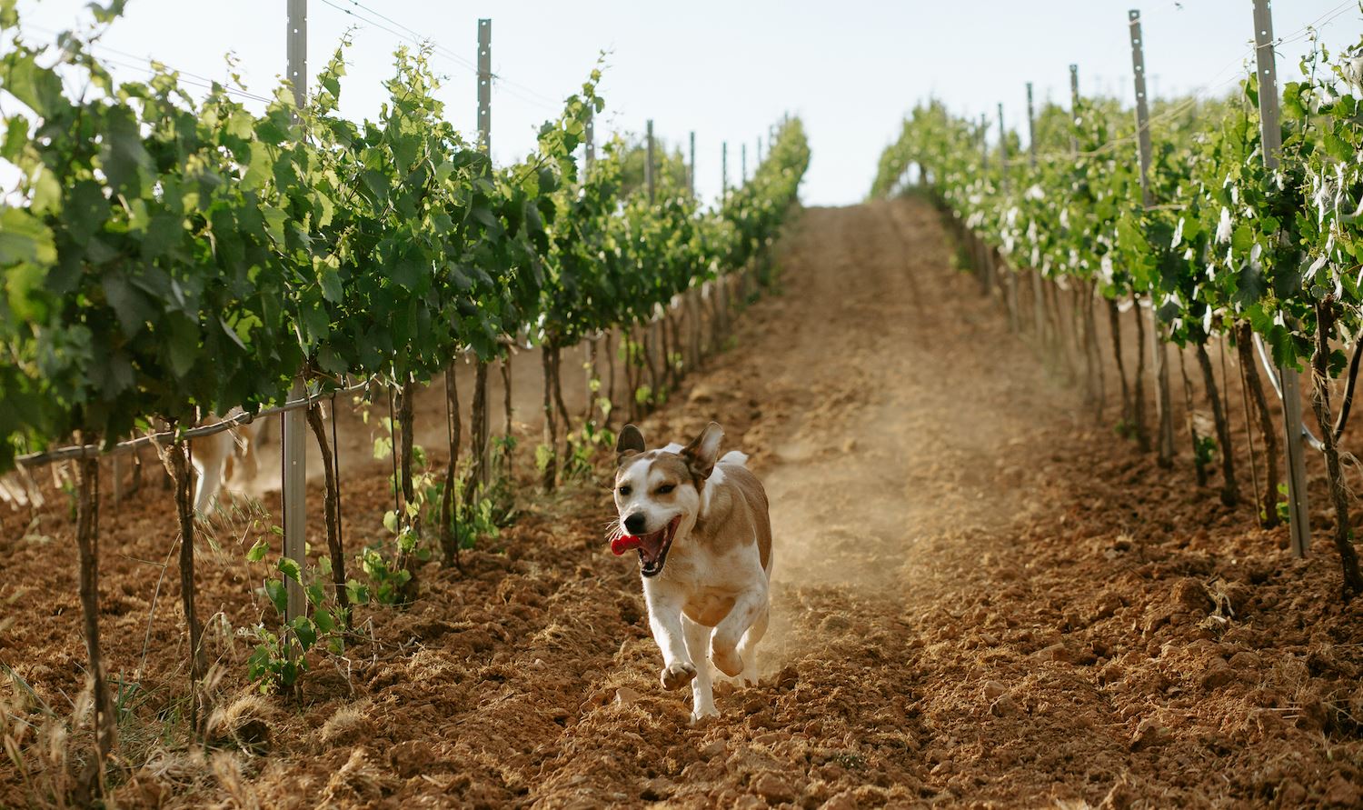 Απόδραση στις οινικές διαδρομές της Μαντινείας