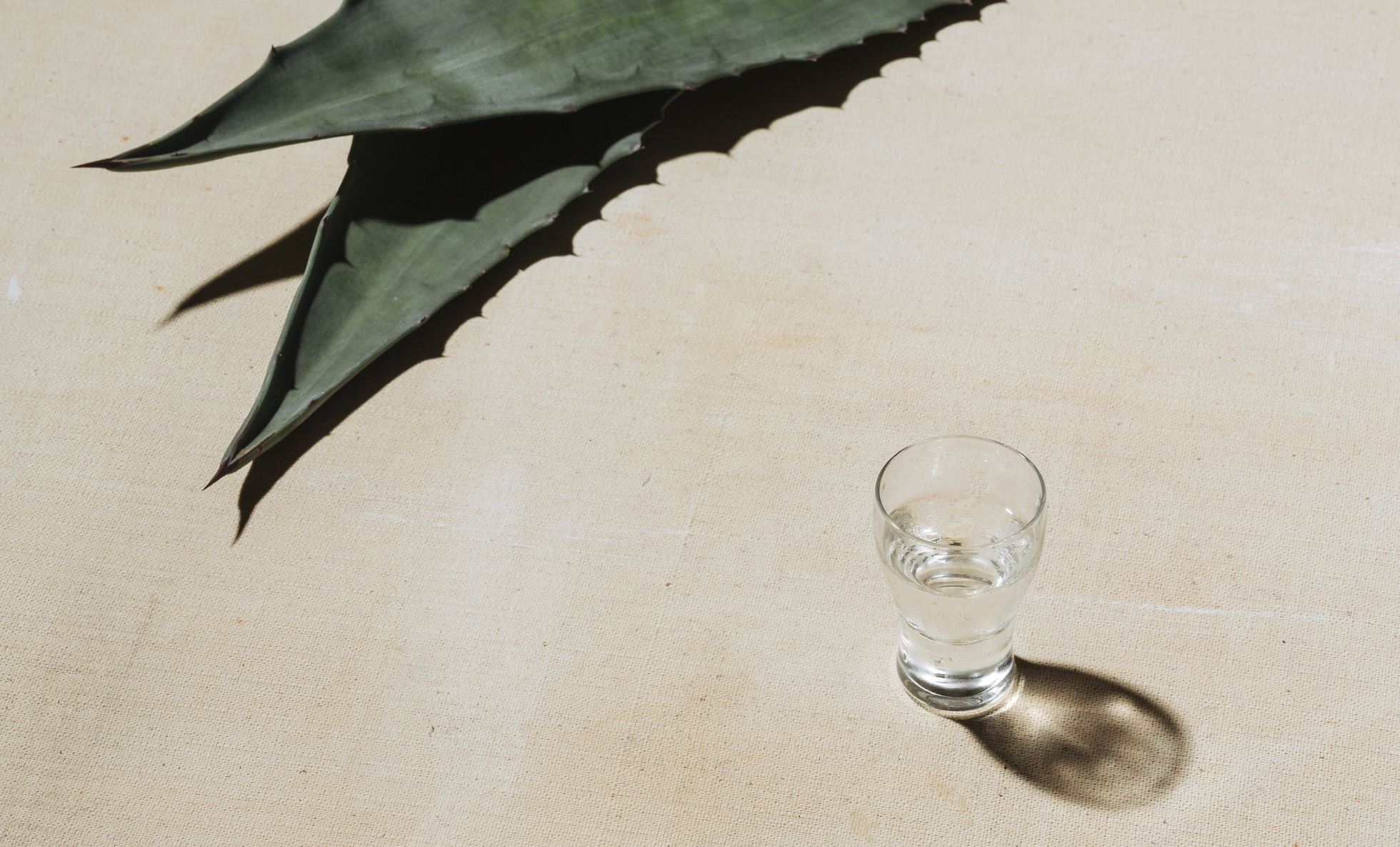 Η αγαύη επαναστάτησε