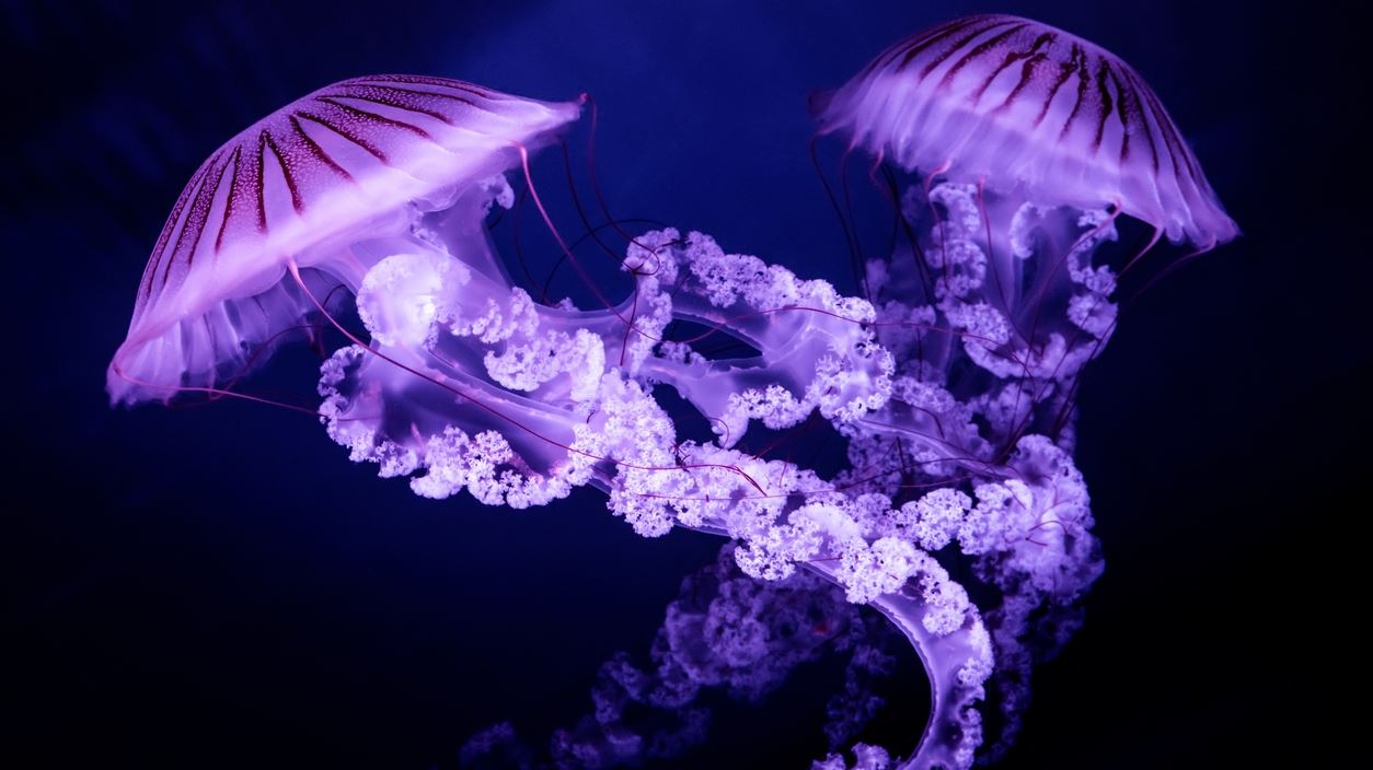 Μωβ μέδουσα: Οι περιοχές στην Ελλάδα με το μεγαλύτερο πρόβλημα