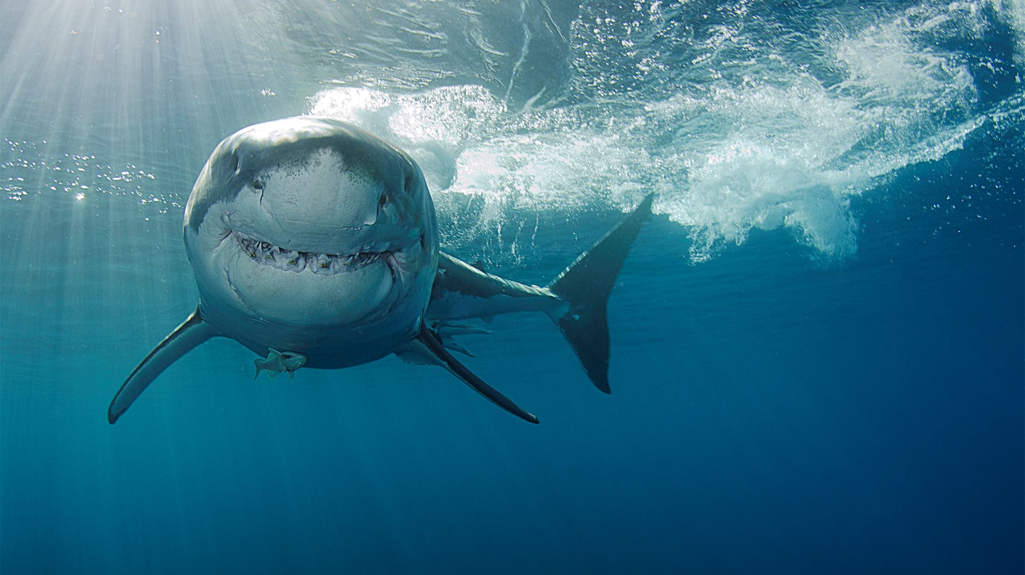 Οι επιθέσεις καρχαριών αυξάνονται