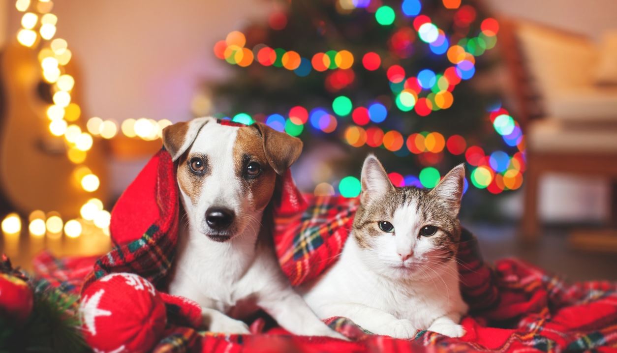 Αθόρυβα Πυροτεχνήματα | Η νέα πρωτοβουλία της Ειδικής Γραμματείας για την Προστασία των Ζώων Συντροφιάς