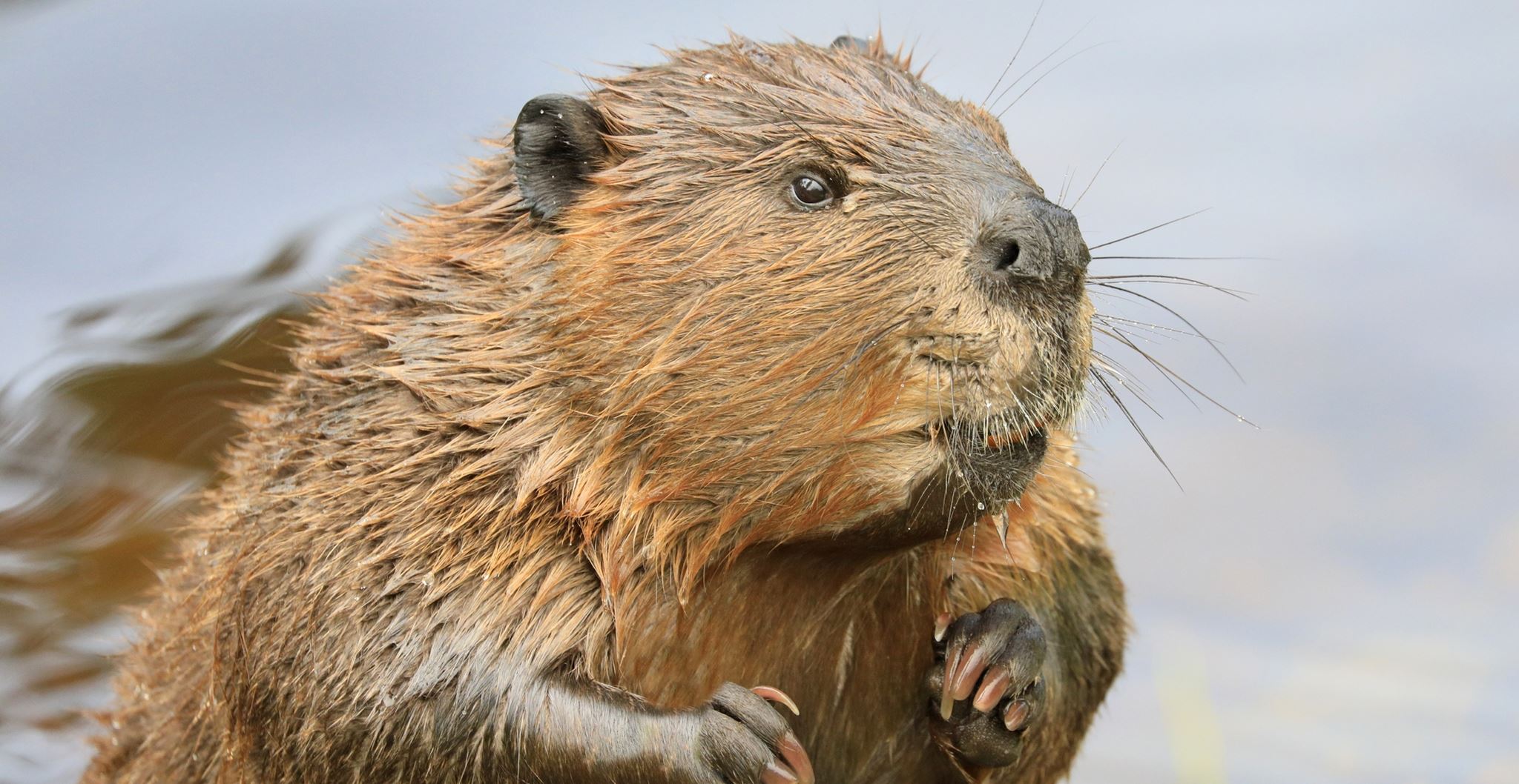 Κανένας πίθηκος, νέα έρευνα μας συνδέει με τους κάστορες