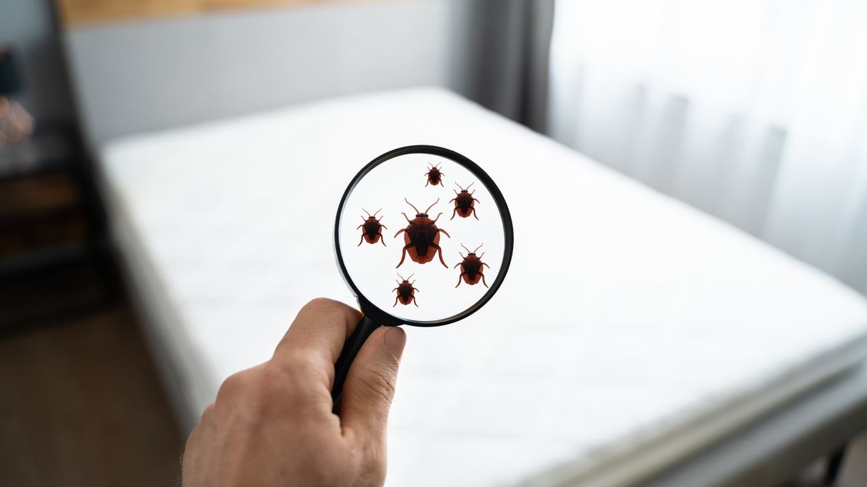 Γιατί οι κοριοί στην Ελλάδα είναι ανθεκτικοί στα εντομοκτόνα