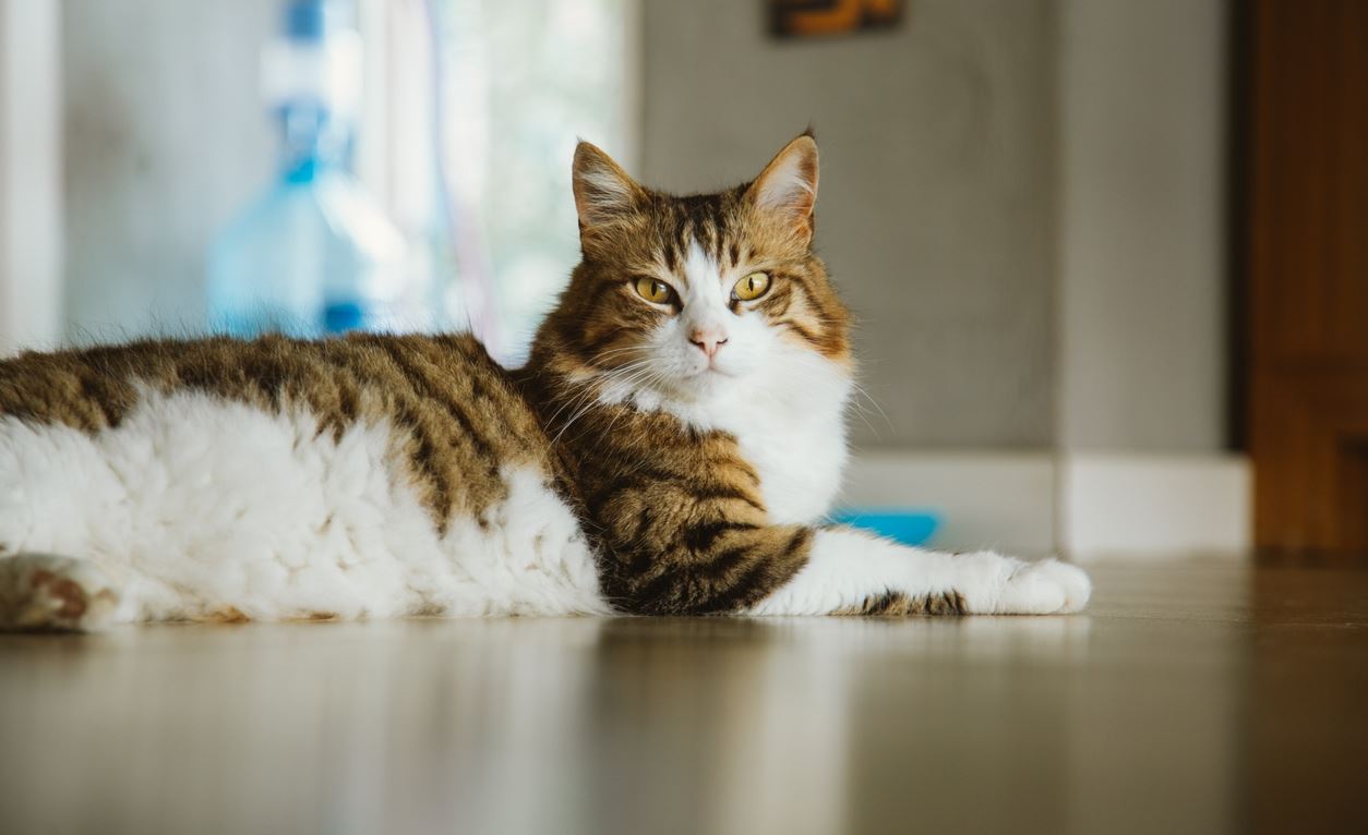 Ιάπωνες έφτιαξαν εφαρμογή που εντοπίζει αν πονάει μία γάτα