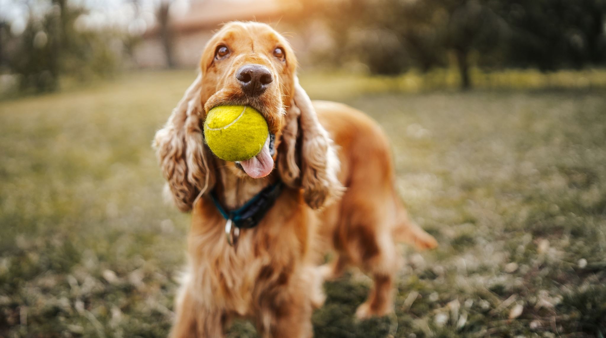 Έτσι θα καταλάβεις αν ο σκύλος σου είναι ιδιοφυΐα