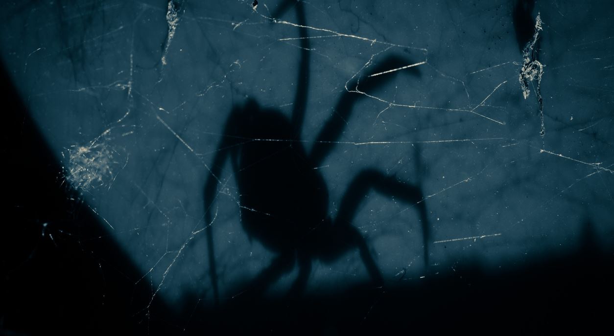 Και οι αράχνες έχουν δικαίωμα στο όνειρο