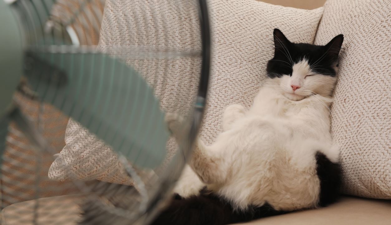 Πώς θα κρατήσεις τη γάτα σου δροσερή στον καύσωνα