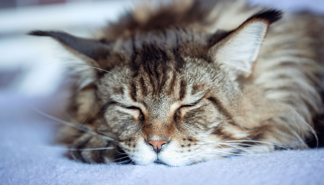 Οι πιο δημοφιλείς γάτες στο ίντερνετ