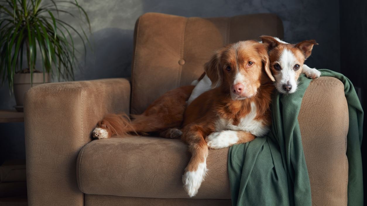 Ήξερες ότι ένας σκύλος μπορεί να κάνει πιο δελεαστική την αγορά ενός ακινήτου;