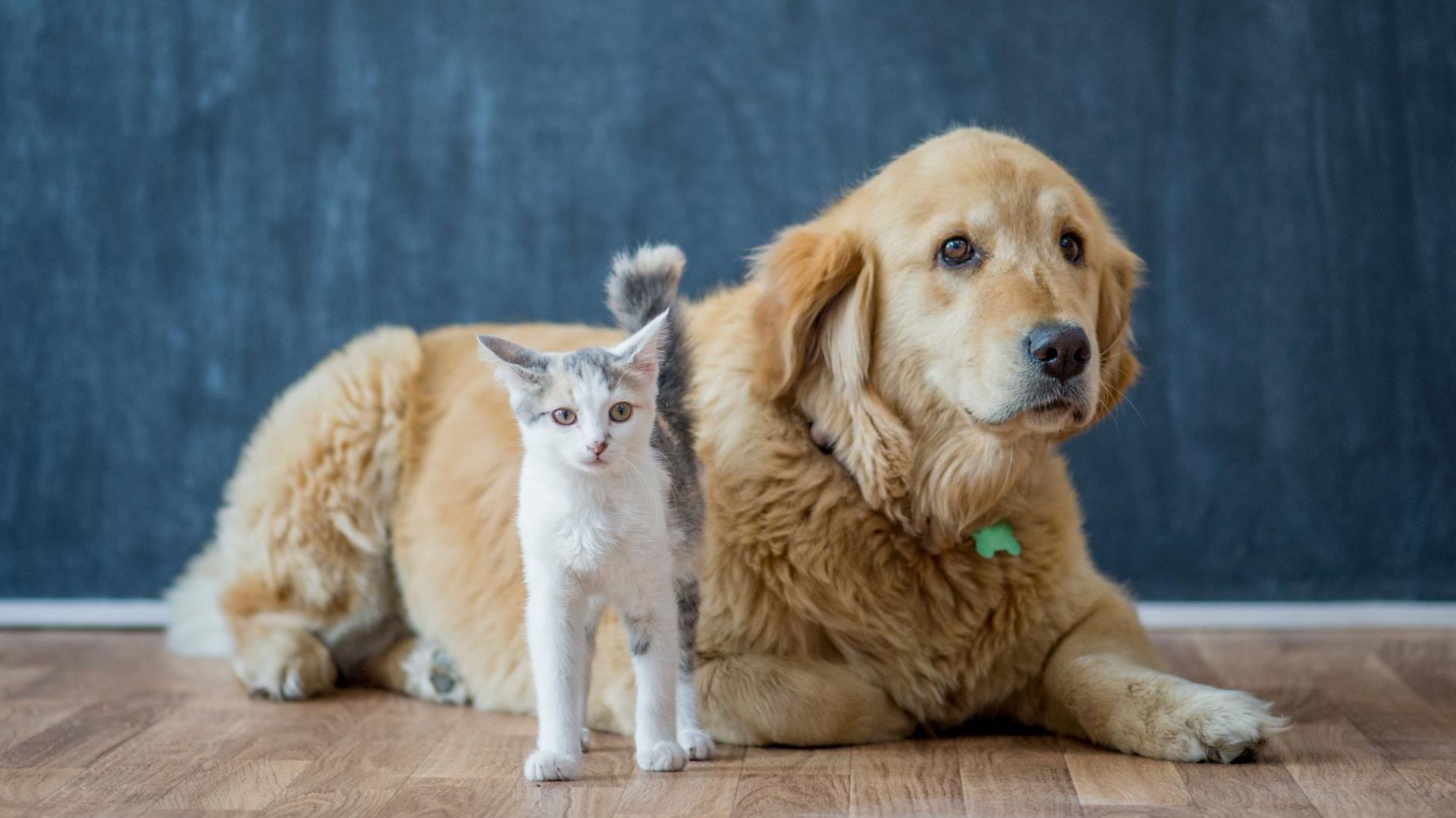 Παγκόσμια Ημέρα Αδέσποτων Ζώων: 6 αδέσποτες ιστορίες