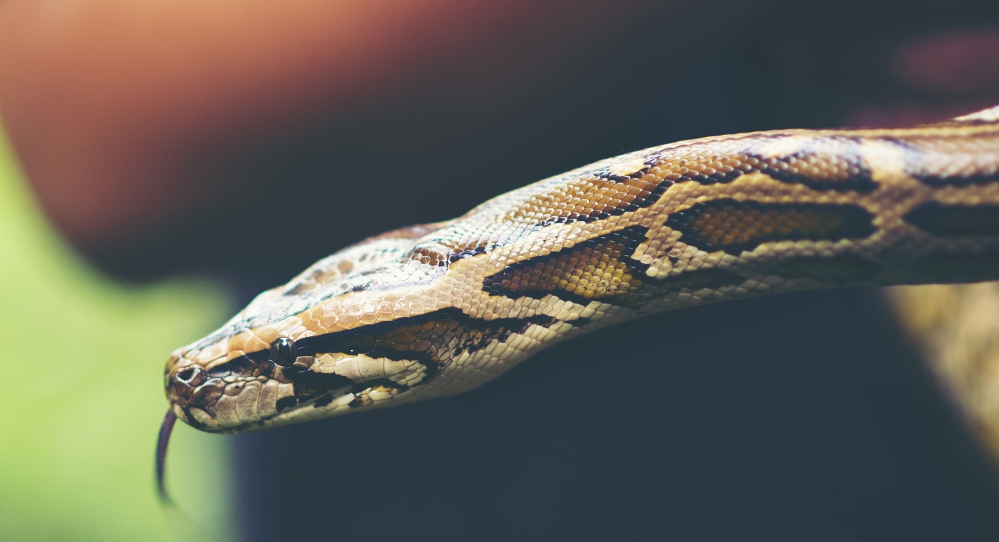 Κι όμως, στο μέλλον θα τρώμε φίδια