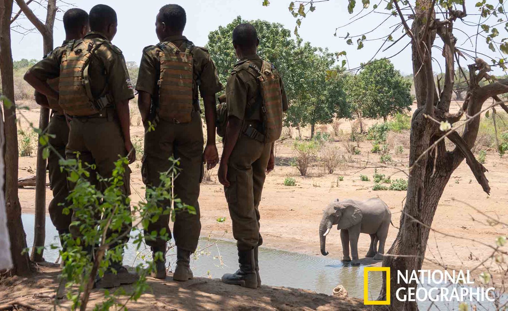 Ο James Cameron γύρισε ντοκιμαντέρ για την λαθροθηρία ελεφάντων
