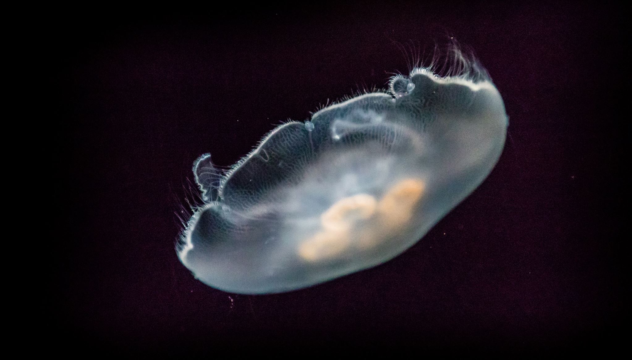 Το μυστικό της μακροζωίας μπορεί να βρίσκεται στις μέδουσες