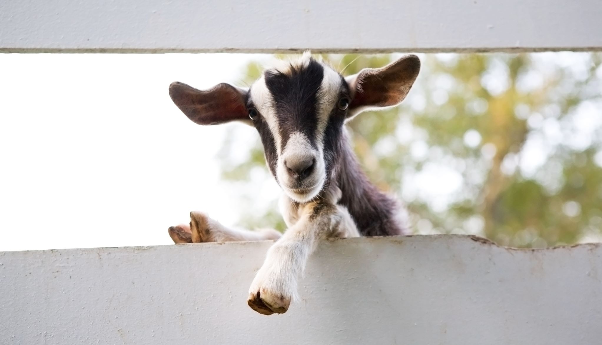 Κι όμως, οι κατσίκες καταλαβαίνουν αν είμαστε χαρούμενοι ή στενοχωρημένοι από τη φωνή μας