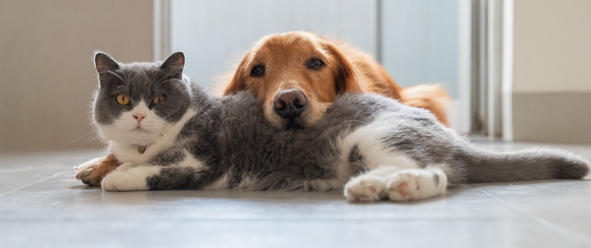 Σταματώντας τον πόλεμο ανάμεσα στον σκύλο και τη γάτα σου