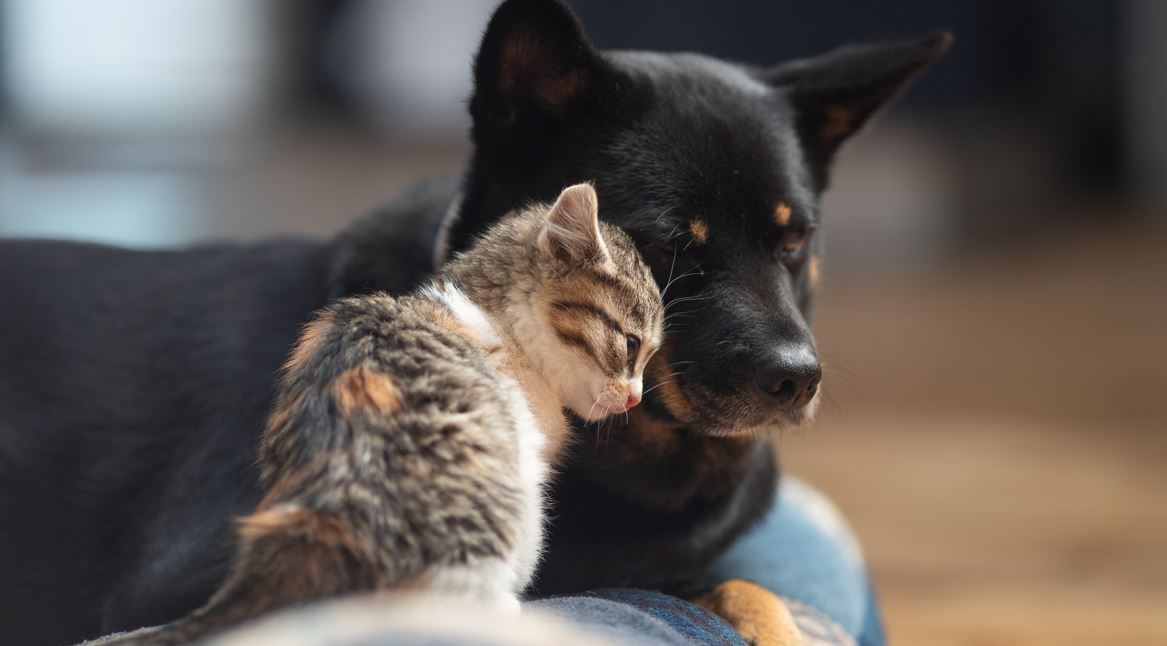 Οι αλλαγές στο νομοσχέδιο για ζώα συντροφιάς και αδέσποτα