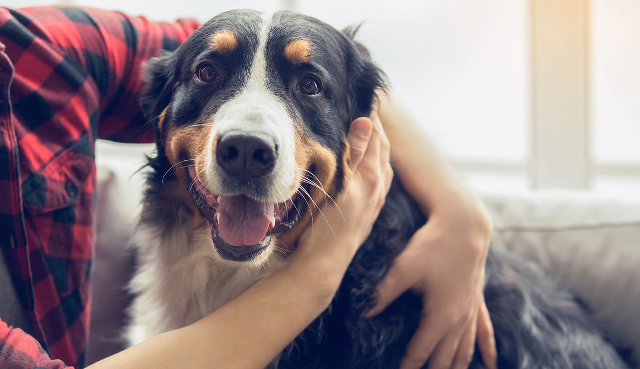 Κι όμως, οι σκύλοι περνούν εφηβεία