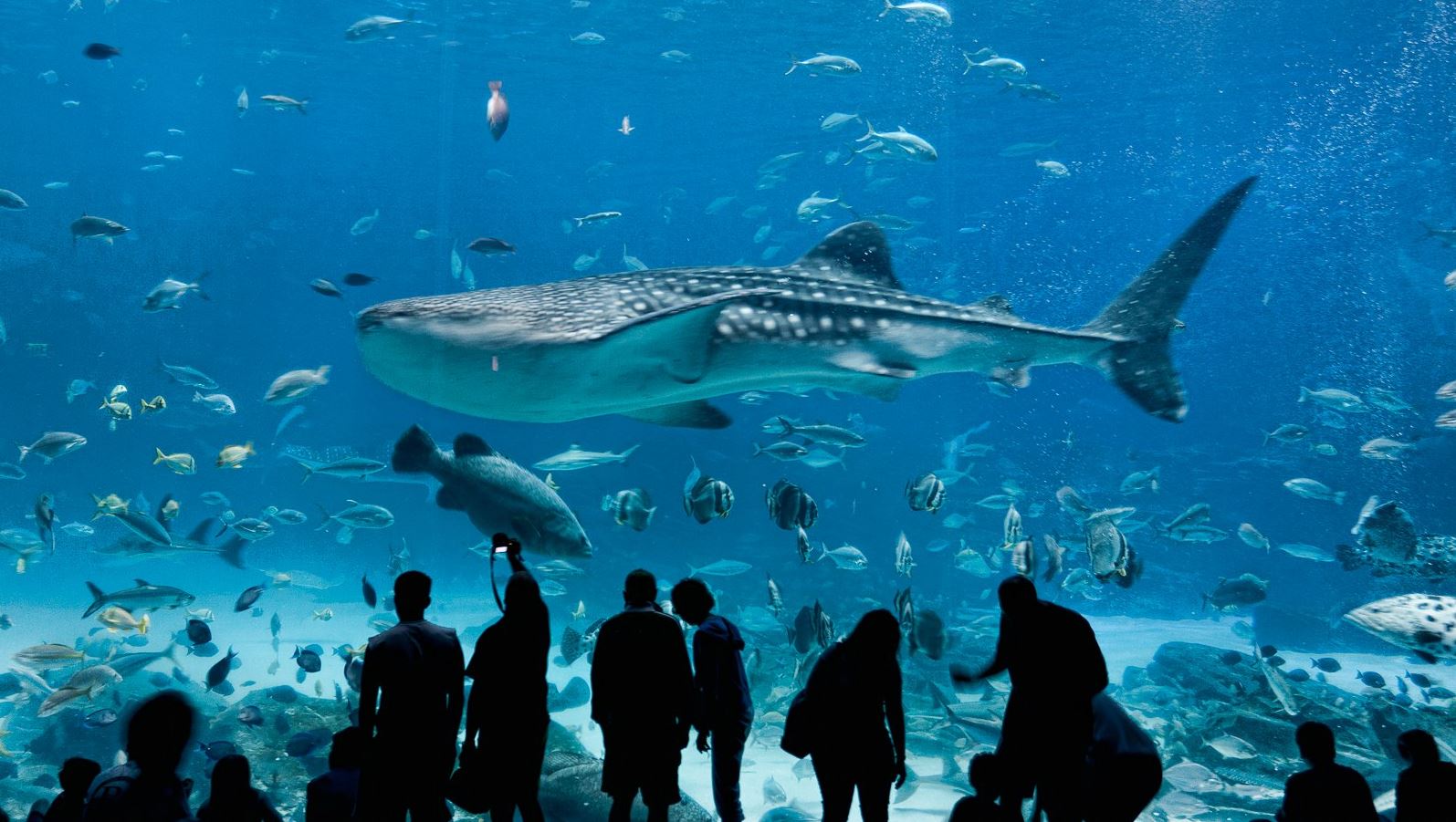 Μπήκαμε στο μεγαλύτερο ενυδρείο στις ΗΠΑ