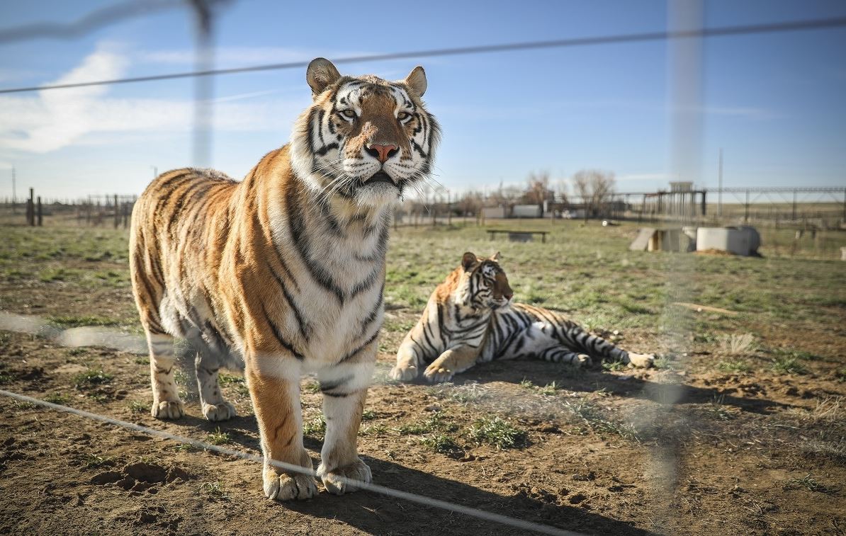6 ενδιαφέρουσες σειρές ντοκιμαντέρ του Netflix σε ένα επικό trailer