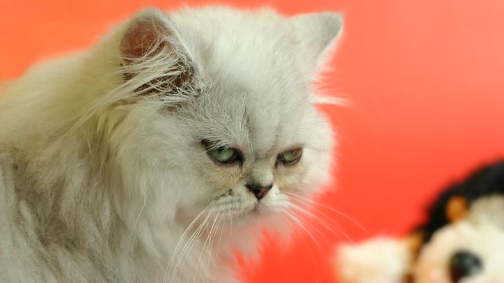 Ο γάτος που γύρισε από το κρύο, 5 χρόνια μετά την εξαφάνισή του