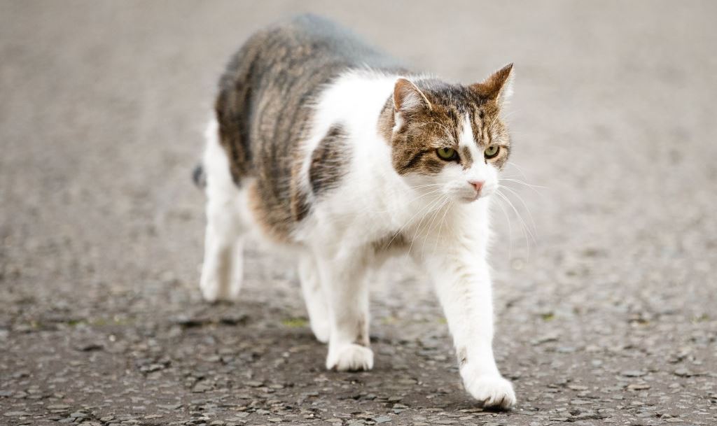 Larry, ο viral γάτος της Downing Street σε νέες περιπέτειες