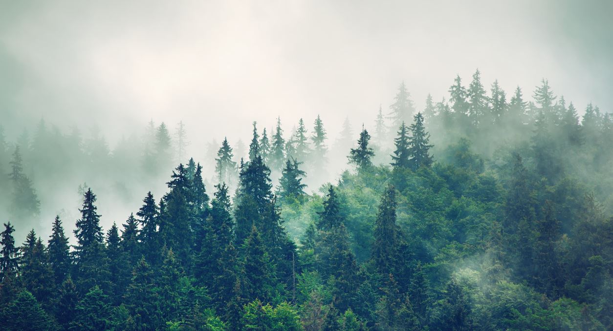 Ένα στα τρία είδη δέντρων της Γης κινδυνεύει με εξαφάνιση