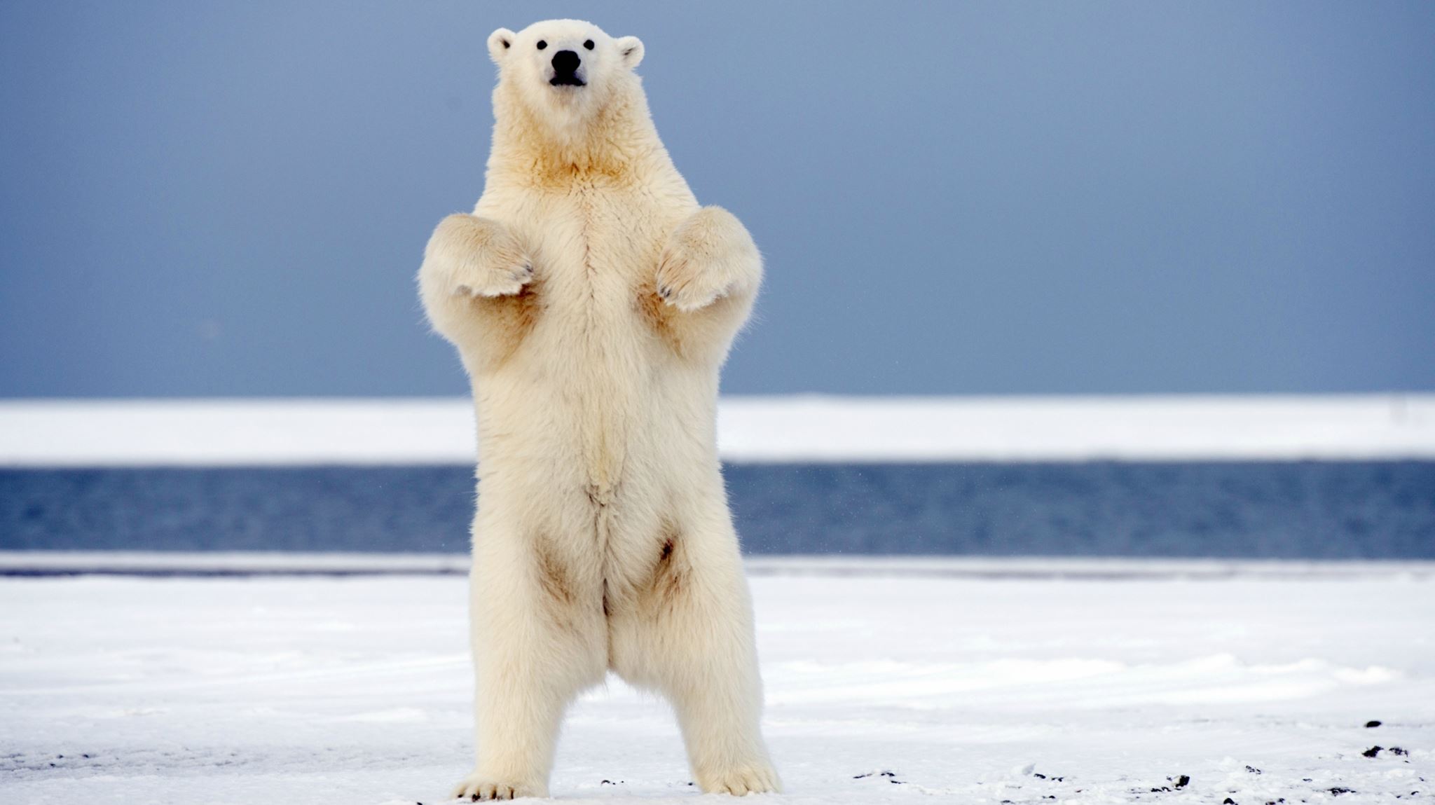 Γιατί οι πολικές αρκούδες κατέβηκαν στη βόρεια ρωσική επαρχία
