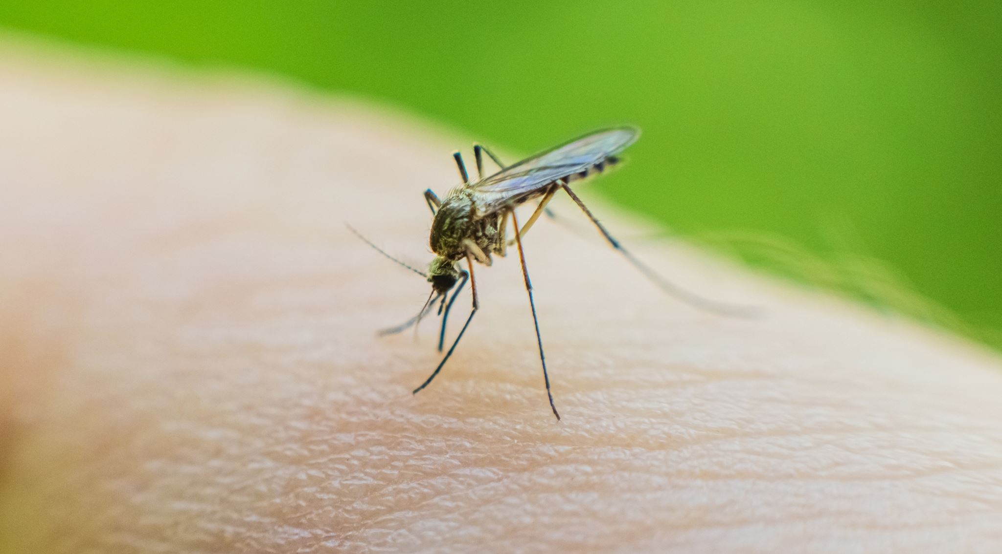 Τα πιο επικίνδυνα ζώα του κόσμου που μπορεί να συναντήσεις στις διακοπές σου