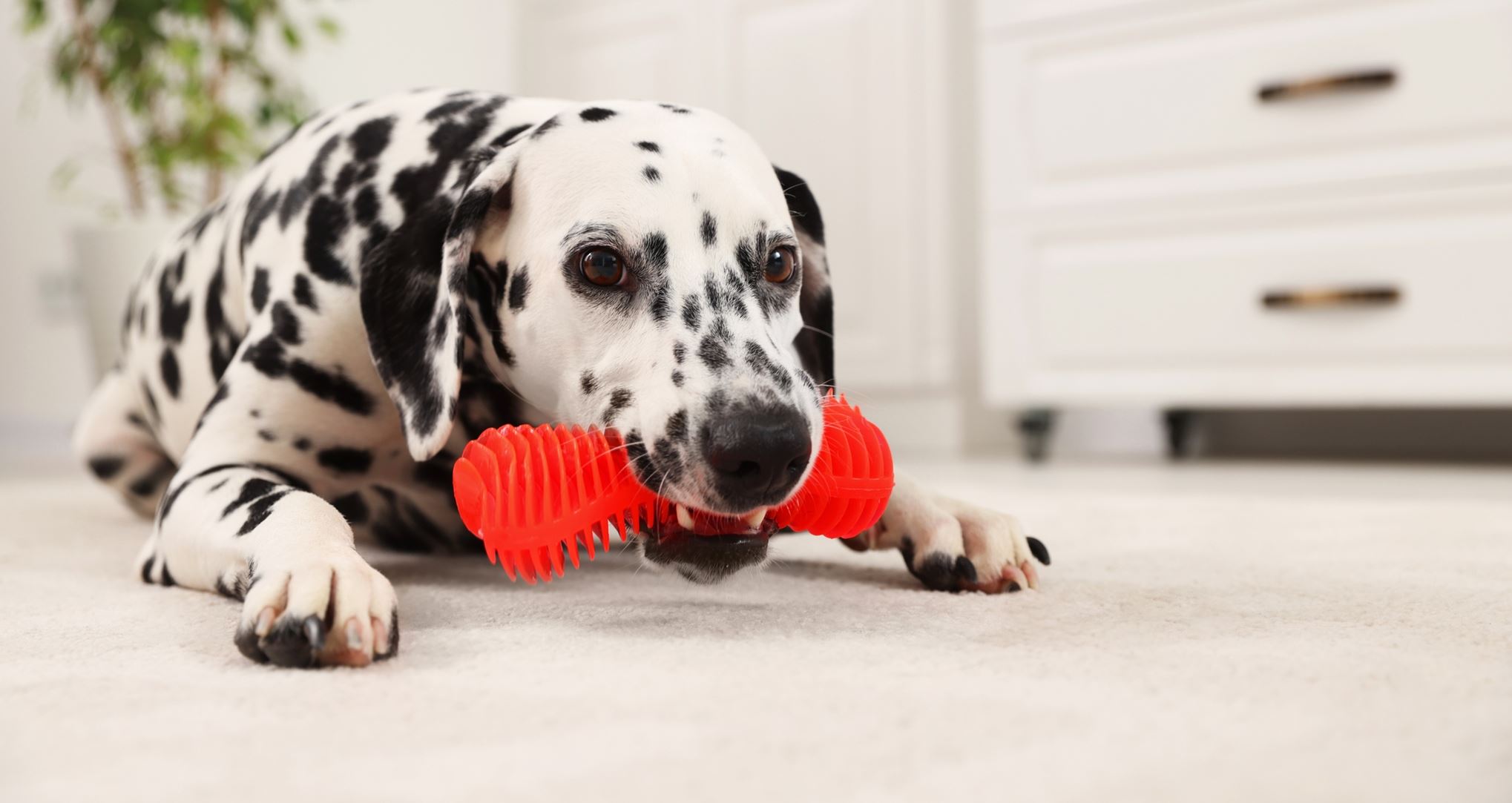Πώς να μάθεις στον σκύλο σου να μη δαγκώνει, σύμφωνα με το Harvard