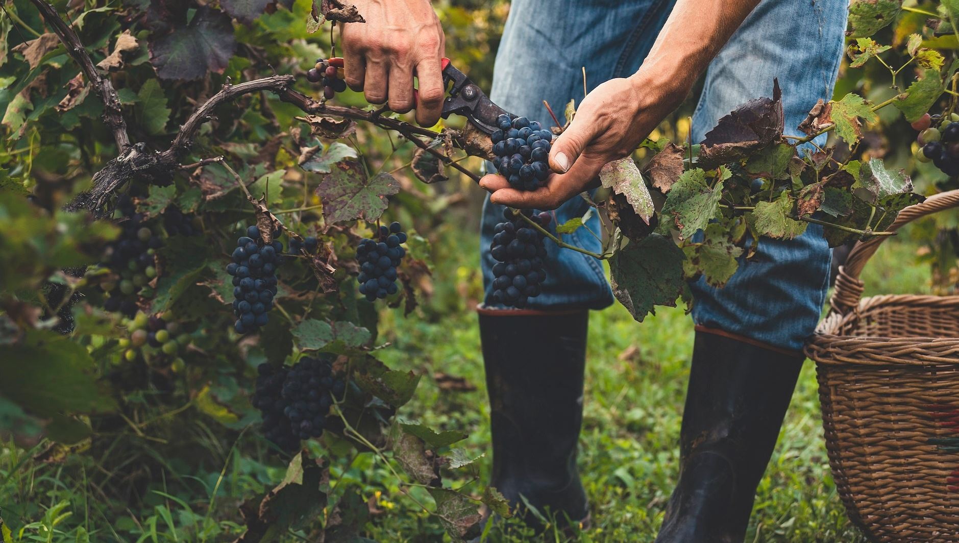Η αναγέννηση του ελληνικού κρασιού