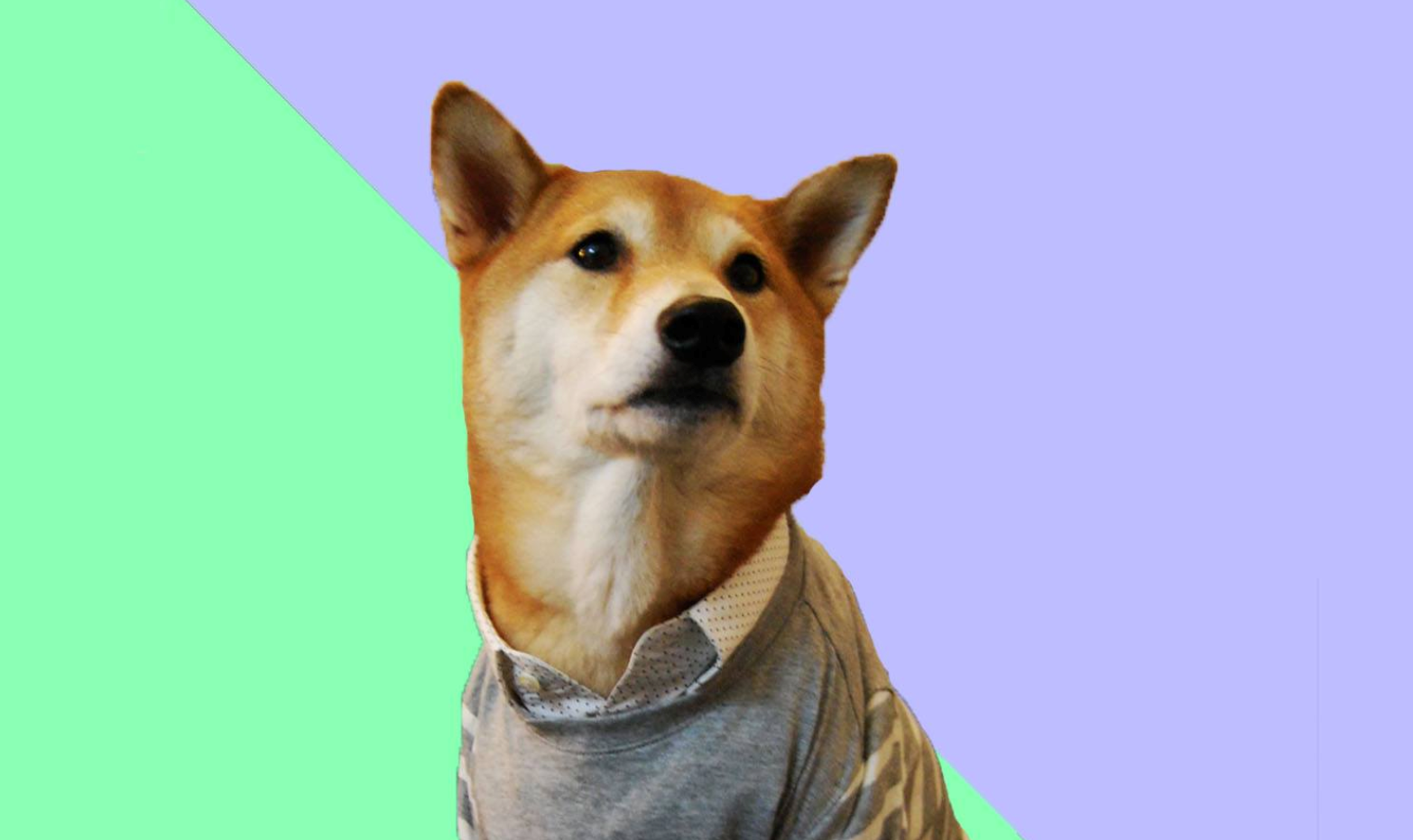 Influencers αλλά με 4 πόδια