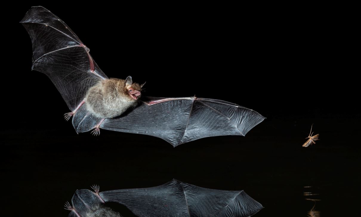 Οι δύο προειδοποιήσεις που έστειλε η φύση για τον νέο κορονοϊό