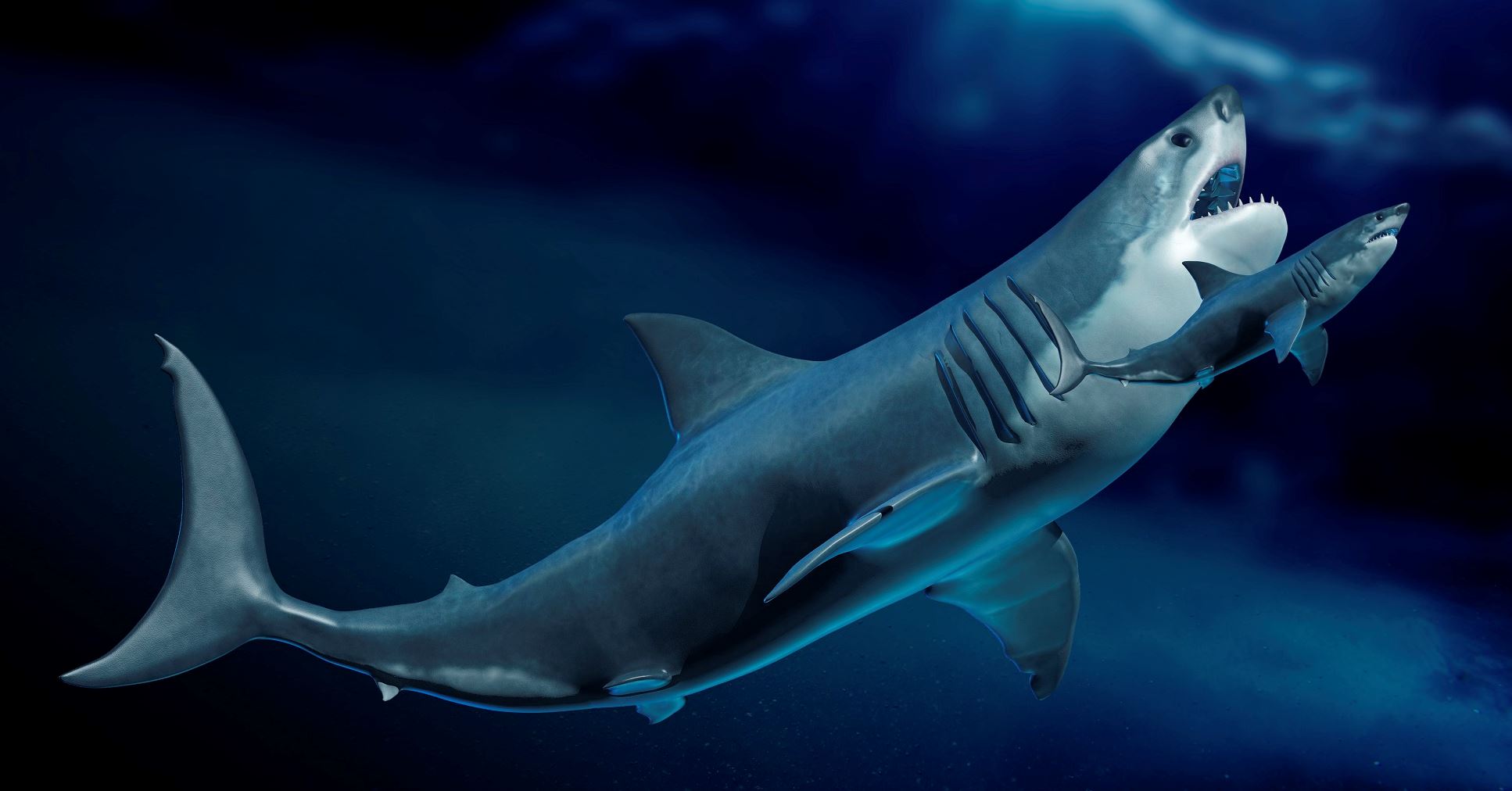 Ο Μεγαλόδοντας ήταν πολύ μεγαλύτερος από όσο πιστεύαμε